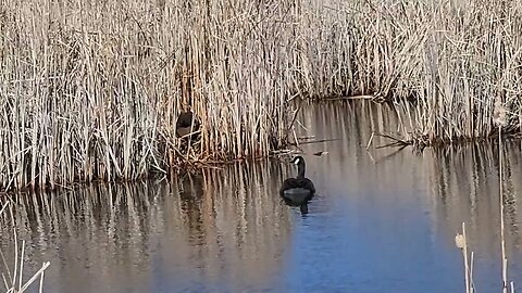 Mallard lake part 1 #naturewalk #fishing uncut #4k