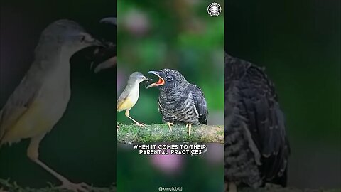 Cuckoo 🐦 The Shocking Truth About Their Mothering Skills