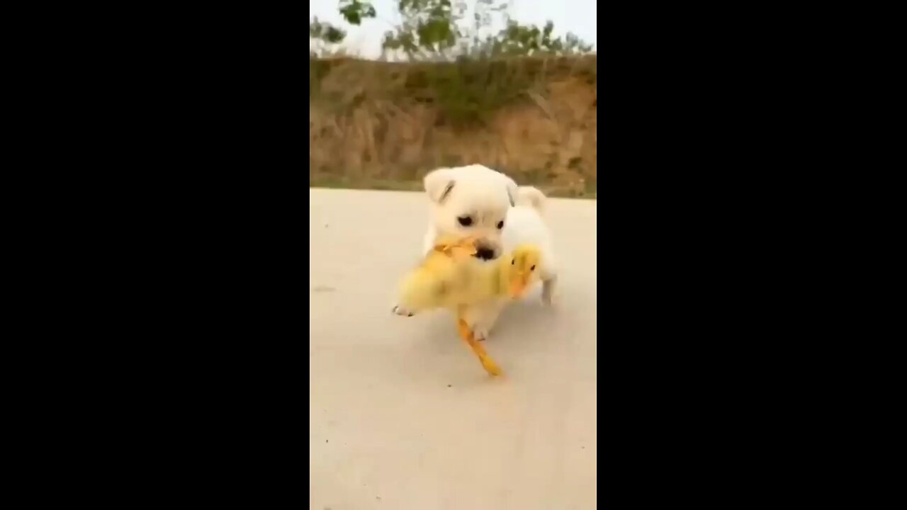 cute puppy with cute duck baby 🐥 🐕 #puppy #dog #duck #baby #viral #video #youtube