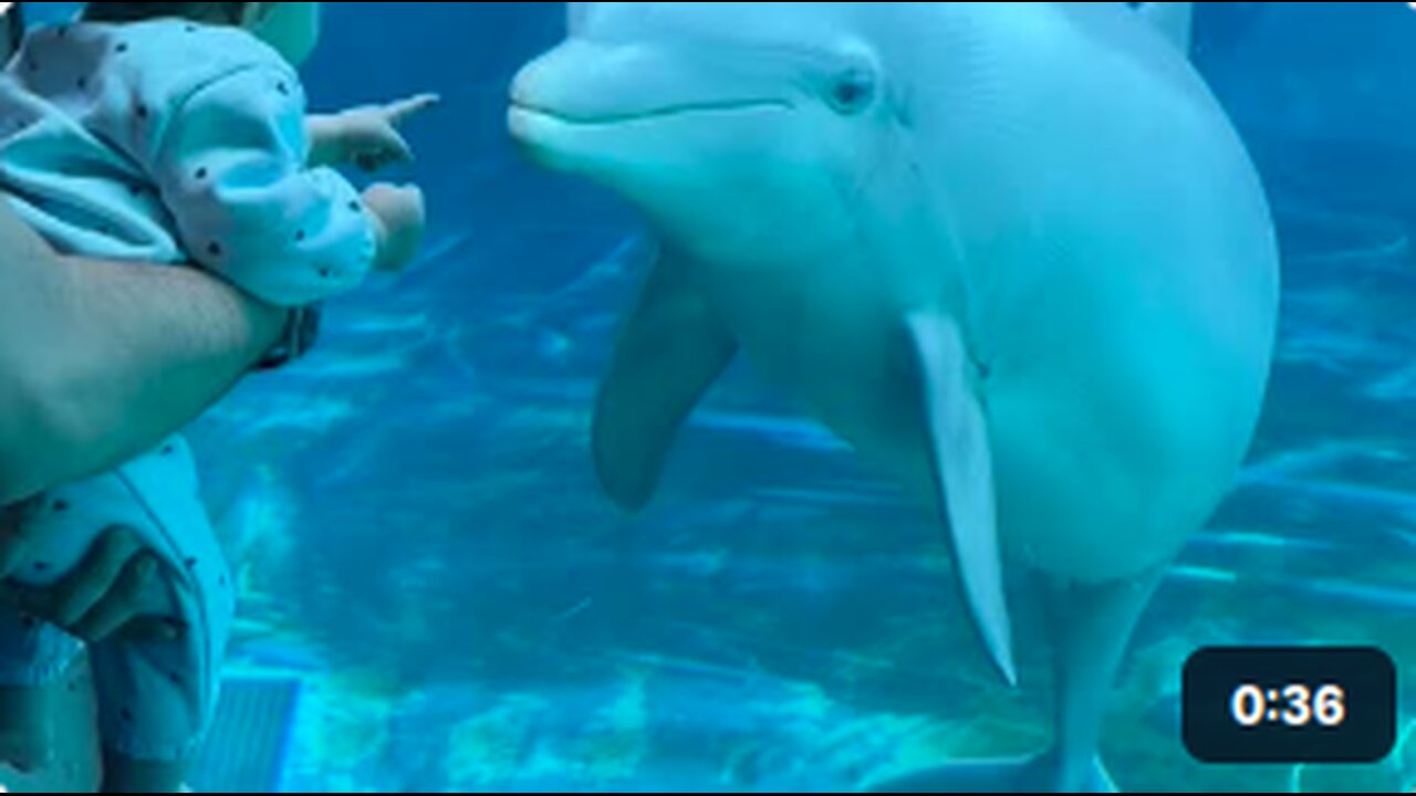 Baby Befriends Two Dolphins