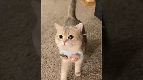 CAT VIDEO
