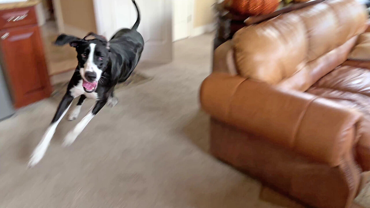 Funny Great Dane Runs House Zoomies Before Pool Drinking Fun