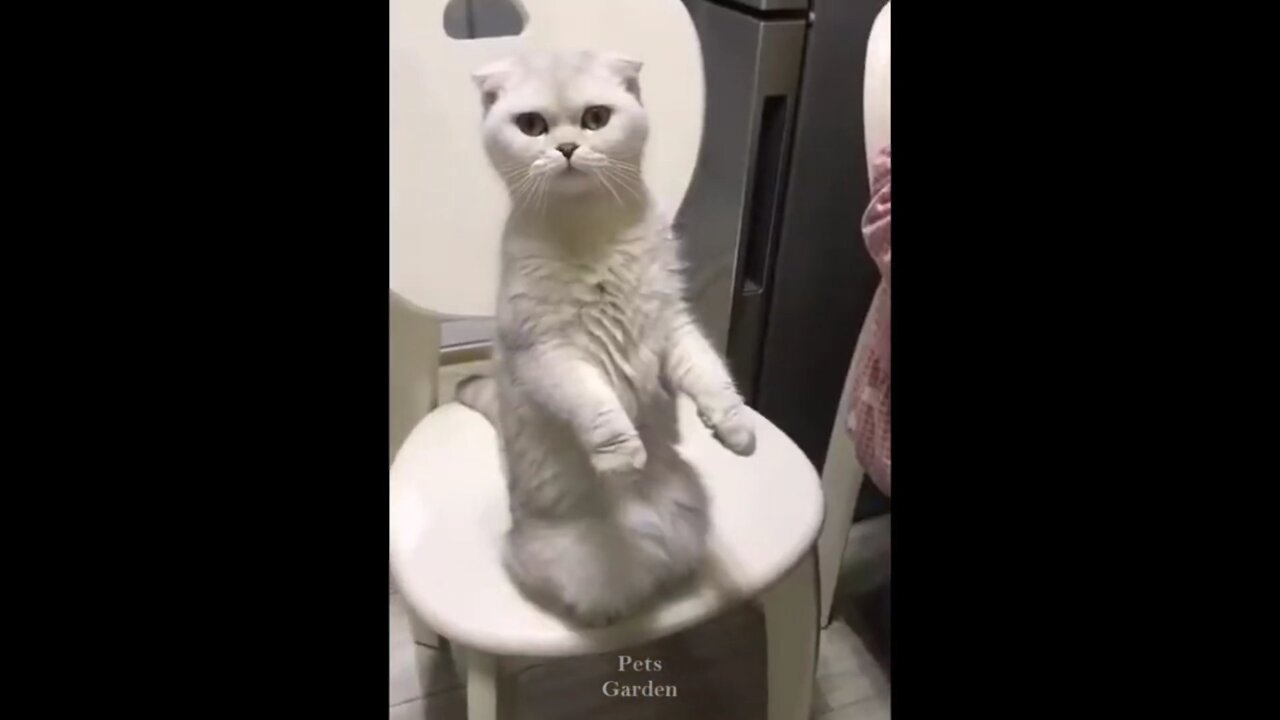 Cute Pets And Funny Animals Compilation #06