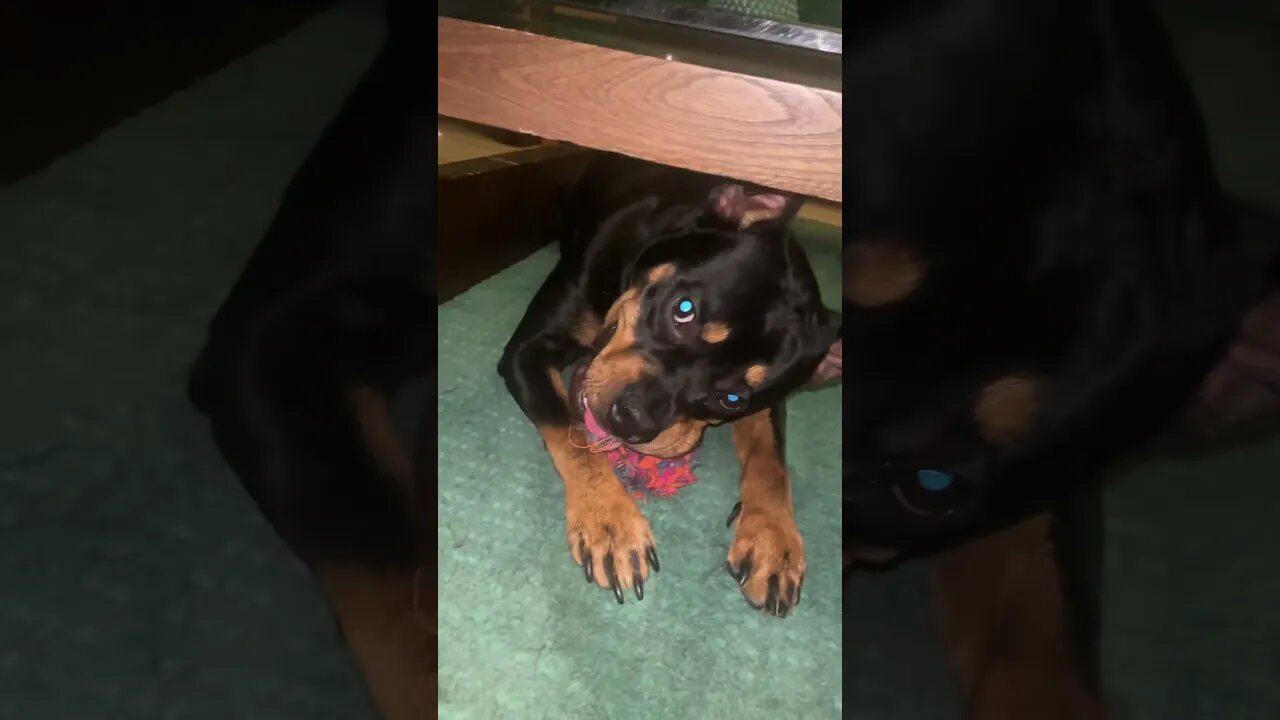 Cute Funny Rottweiler! 🐶 #shorts #short #viral #youtube #like