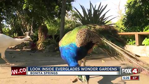 Everglades wonder garden is back in Bonita Springs