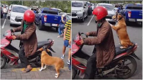 Säkerheten i första hand! Hund sätter på sig hjälm före motorcykelskjuts.