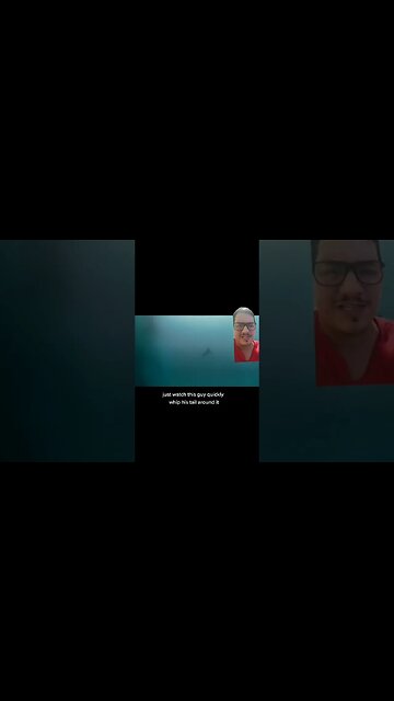 Thresher Sharks use their tail as a weapon