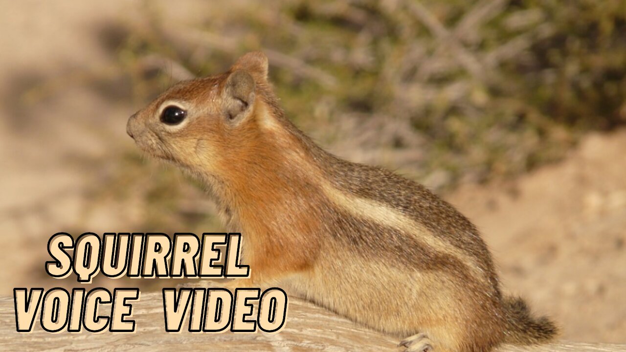 Pet Squirrel Voice Sound Video By Kingdom Of Awais