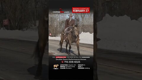 "CJ " is a tried and true ranch horse deluxe that anyone would love and enjoy!