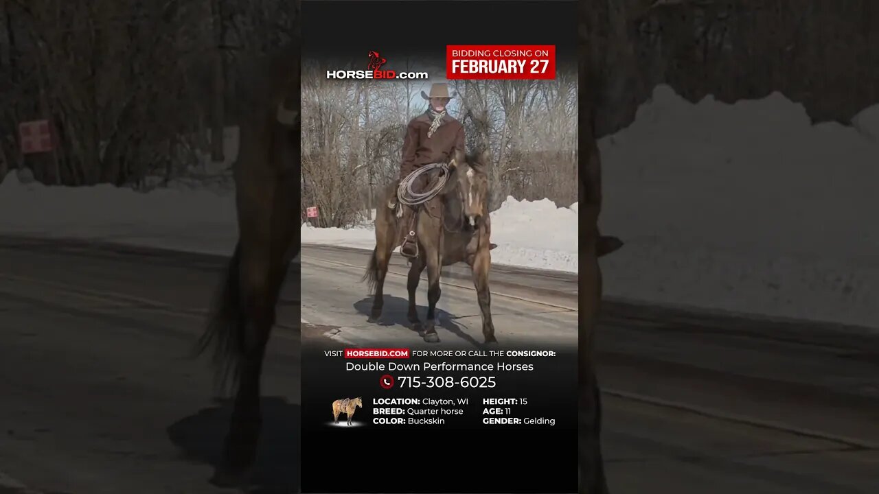 "CJ " is a tried and true ranch horse deluxe that anyone would love and enjoy!