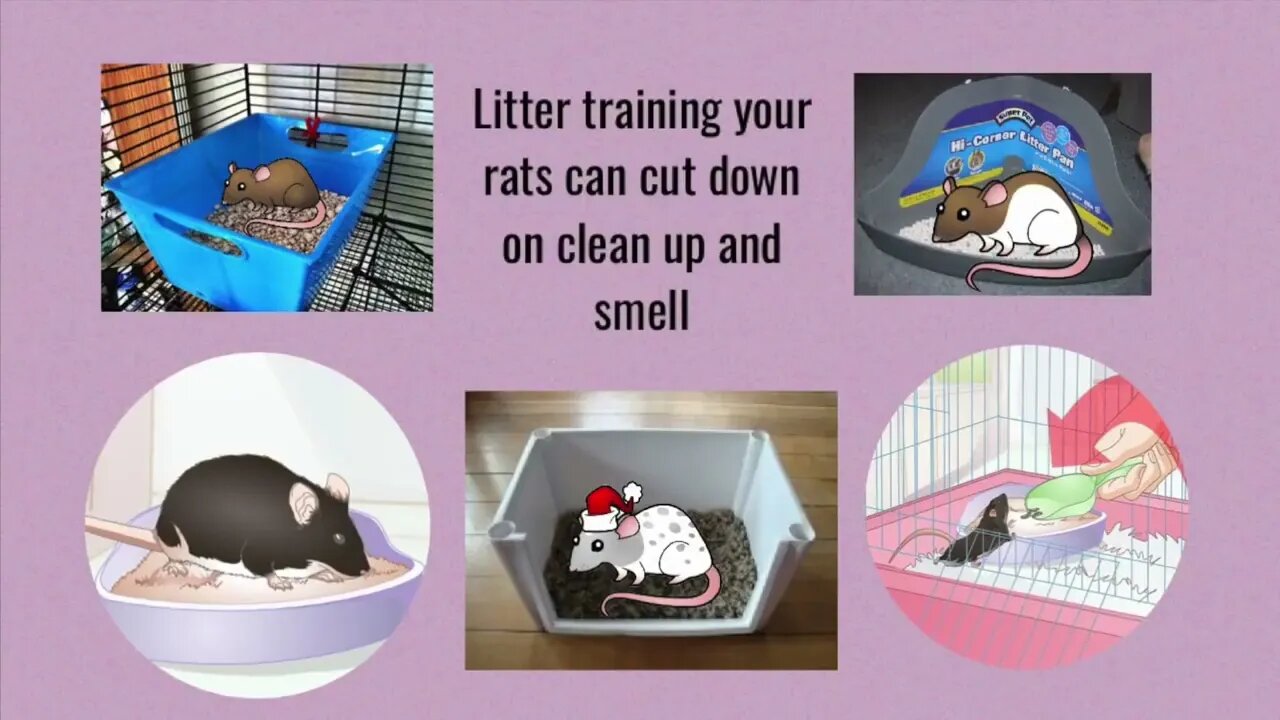 Tips & Tricks for Managing and Reducing Pet Rat Smell