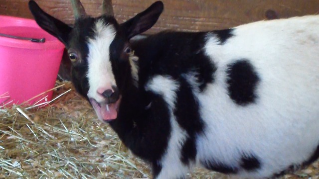 Shivering goat is angry about something