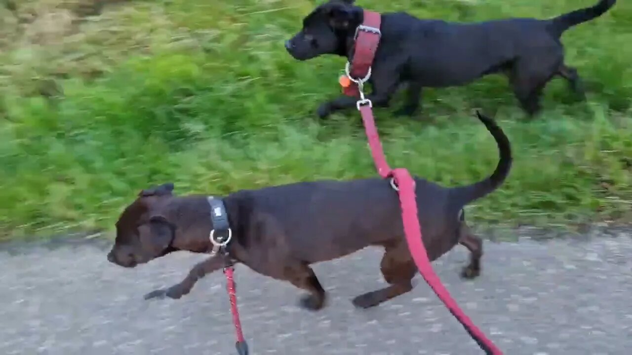 Some CONSIDERATIONS of/towards a GOOD DOG OWNER