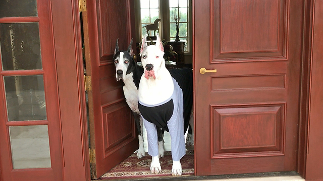 Max and Katie the Great Dane Greeters