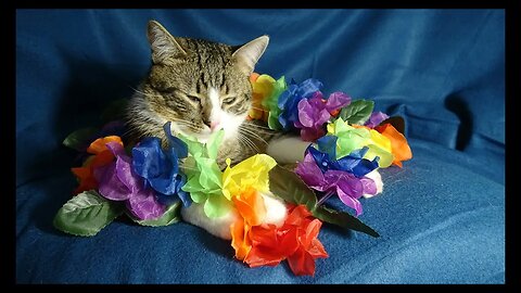 Cat Photography