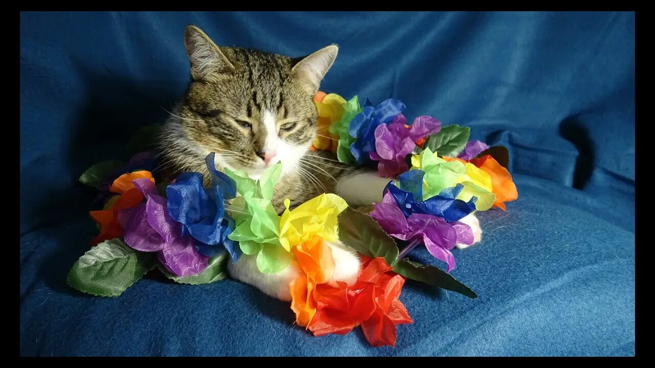Cat Photography