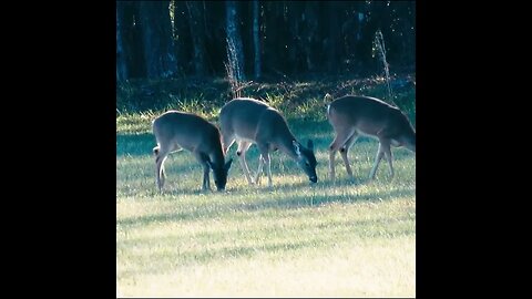 Deer herd in north georgia