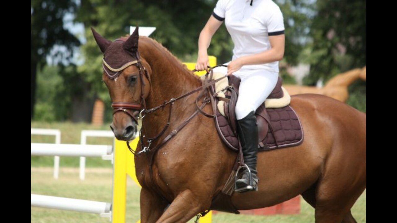 Elegant Horse Riding Competition Part 2