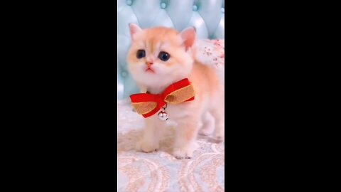 Cat Video