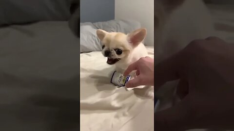 Cute Angry Little Dog