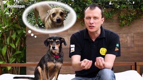 Pet Na Pan #12 - Cinco vantagens em se adotar um cão adulto