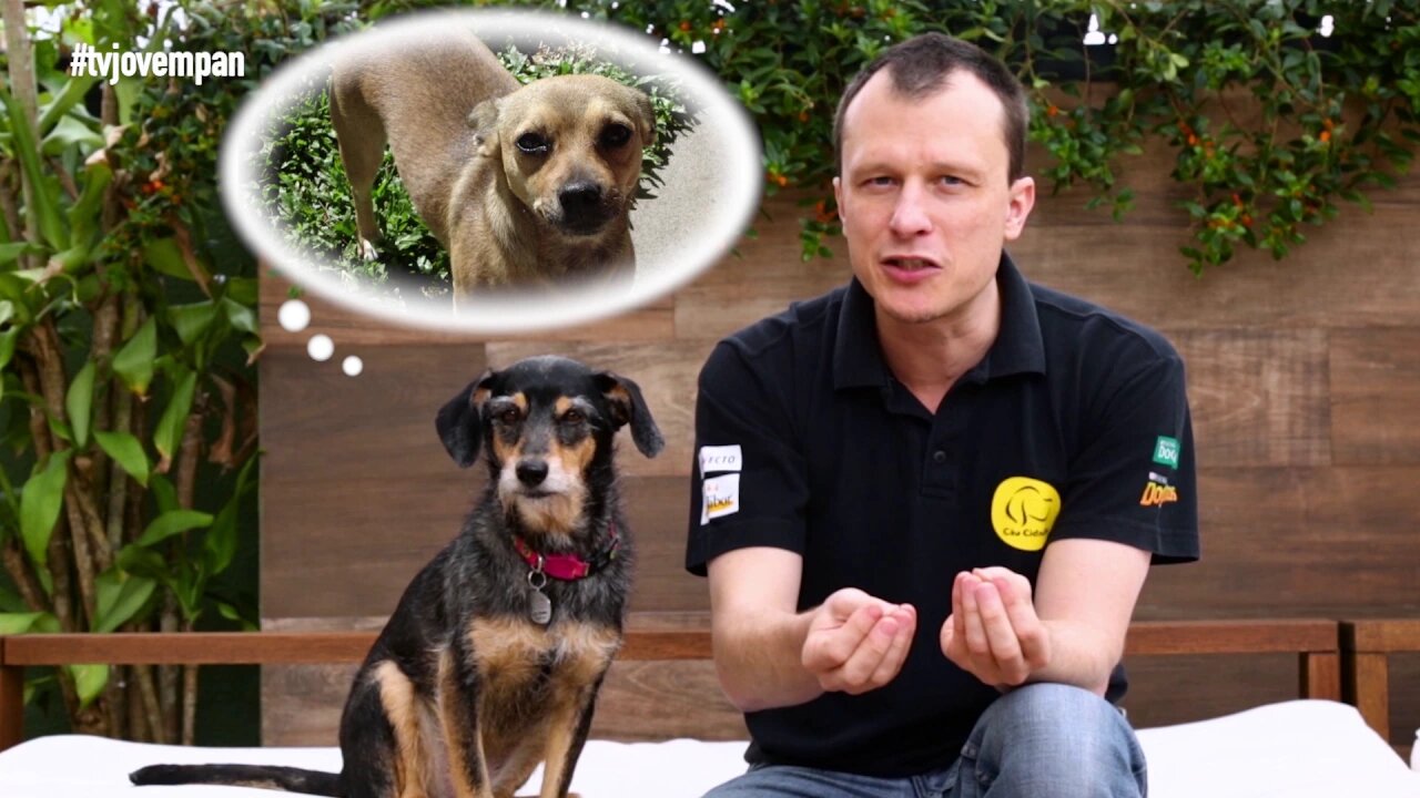 Pet Na Pan #12 - Cinco vantagens em se adotar um cão adulto