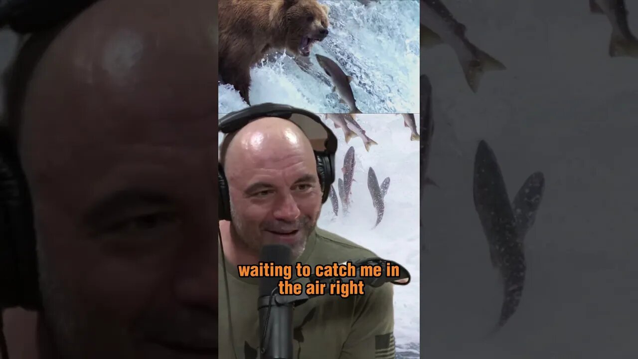 The Fragile Balance of Nature: Bears vs Salmon - Joe Rogan and Forrest Galante