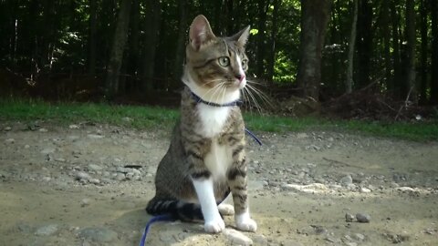 Kitten Rudolph Is a Mountain Tourist