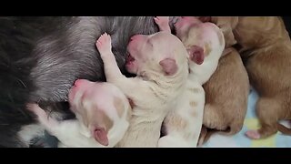 Sheba's Babies have arrived
