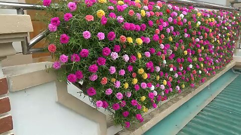 Creative Balcony Garden, Turn Your Balcony Into A Beautiful Garden With Plastic Bottles