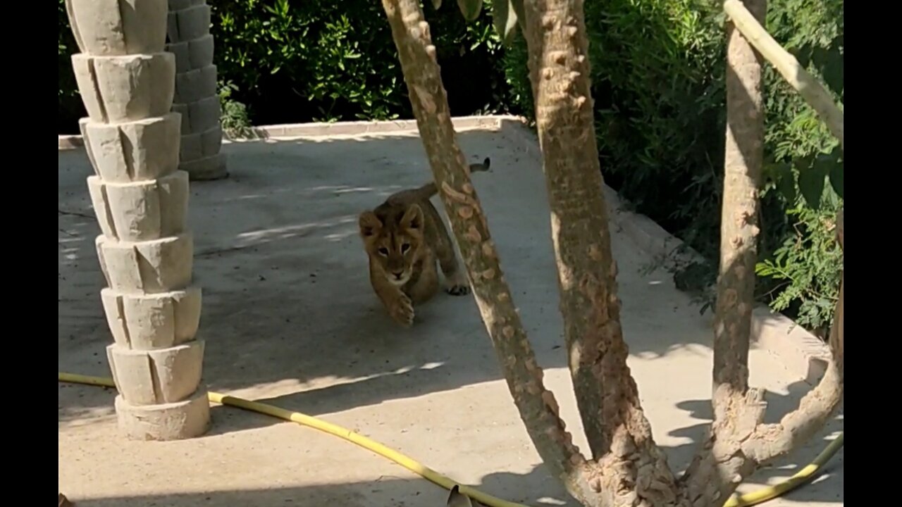 Baby lion attack mode
