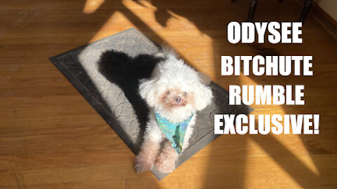 Rumble/Odysee/Bitchute Exclusive Hot Take: Dec 22nd News Blast!