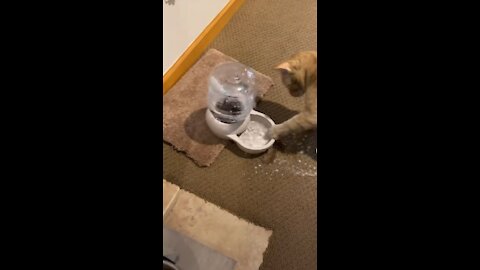 Cats