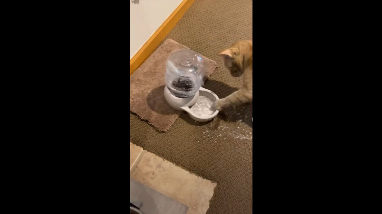 Cats