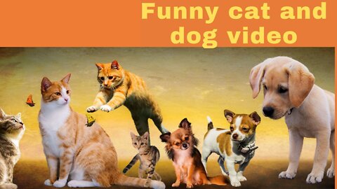 Funny animals cat and dog video