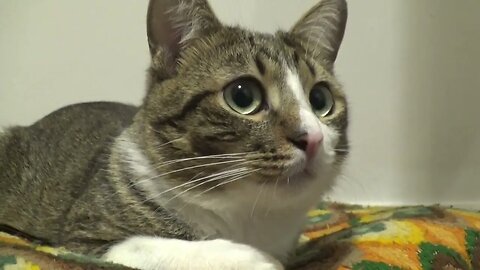 Small Cat with Large Eyes Watches His Mom