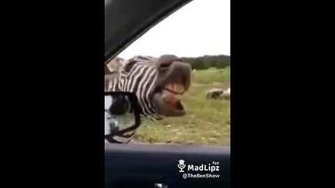 Zebra sings for food #funnyanimals #voiceover