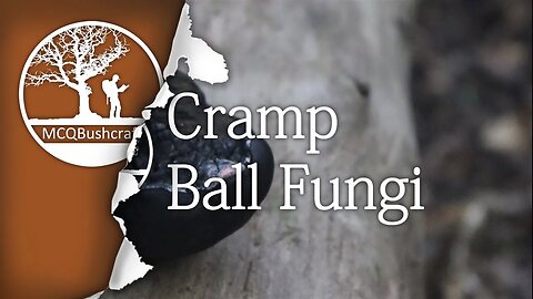 Bushcraft Fire Lighting: Cramp Ball Fungi