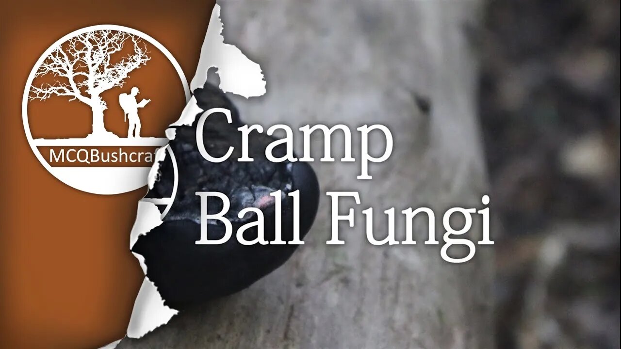 Bushcraft Fire Lighting: Cramp Ball Fungi