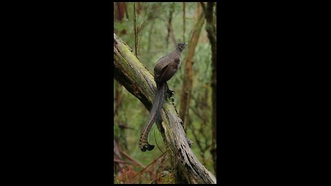 Lyrebird singing in the rain