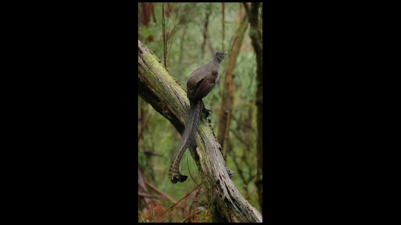 Lyrebird singing in the rain