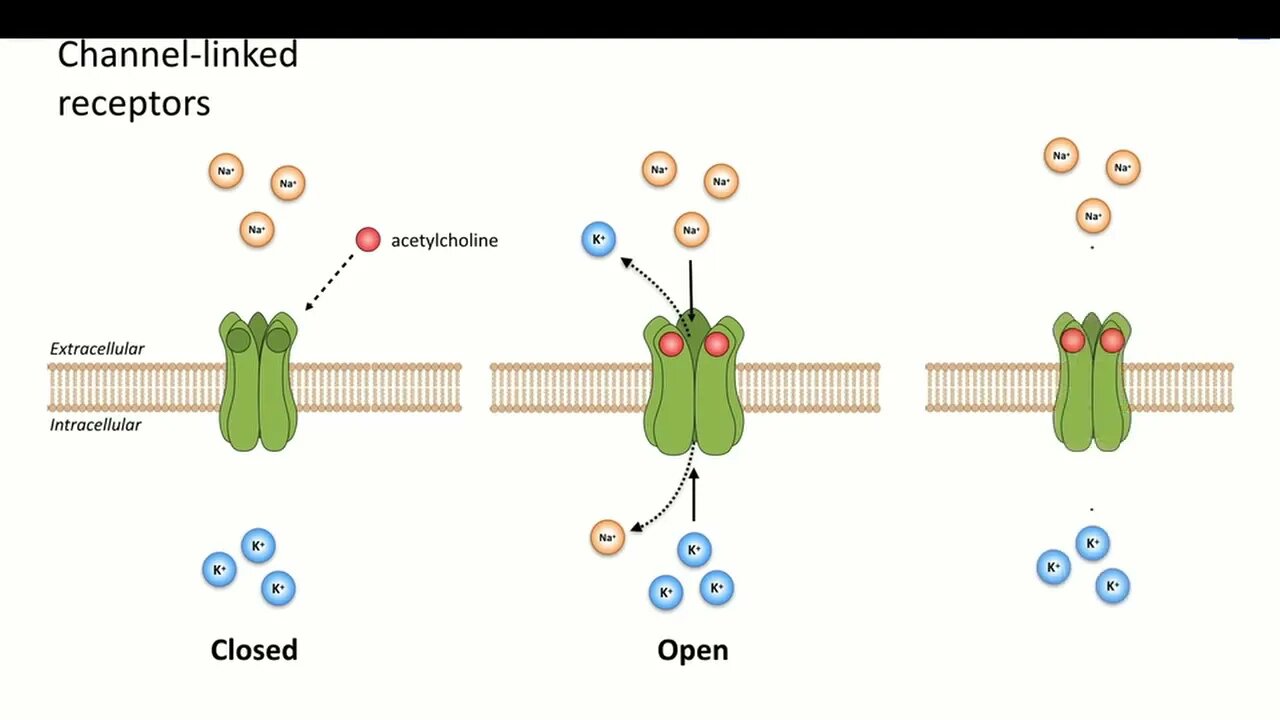 5 Drug Binding Receptors