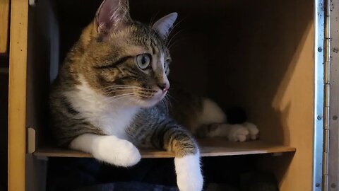 Naughty Little Cat Has Hidden in a Wardrobe