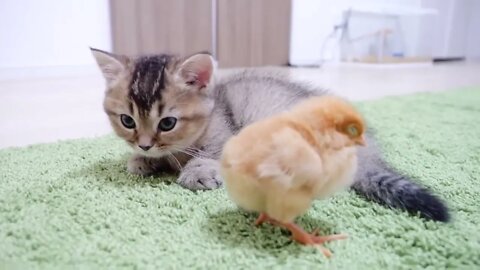 Kitten who want to sleep vs Chicks who don't want her to sleep