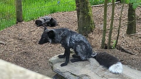 Silver fox stretching after a nap