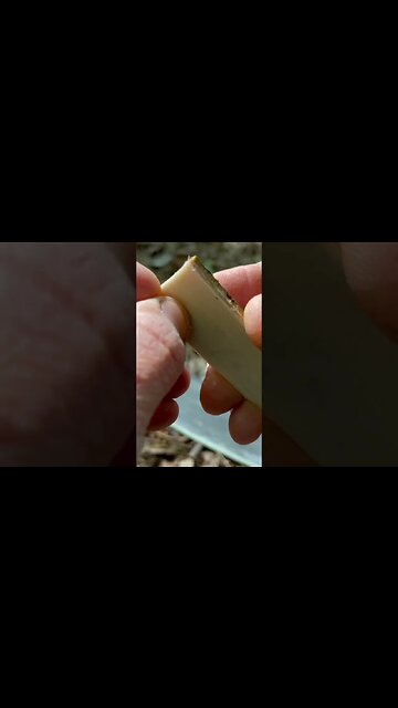 WILD SURVIVAL l Raw Foods