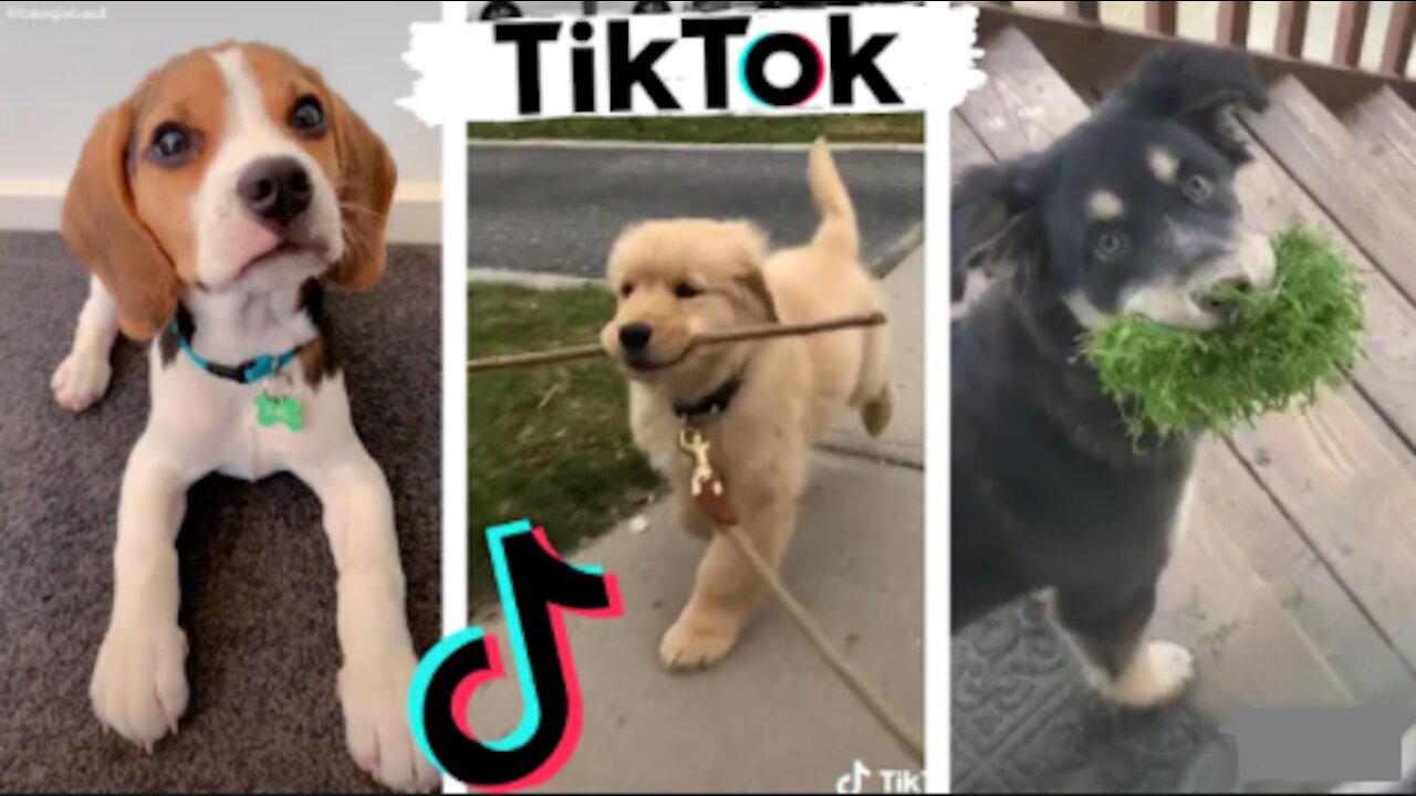 TikTok - Cute Dogs of TikTok 🐶