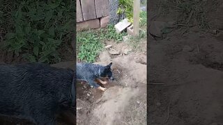 Australian Blue Heeler vs Tiny Snake || Dog vs Snake