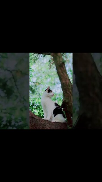 Funny Cats Of Tiktok | Cats Of TikTok || Compilation || 2022 | Tiktok | By | PersianCatsZone 😸