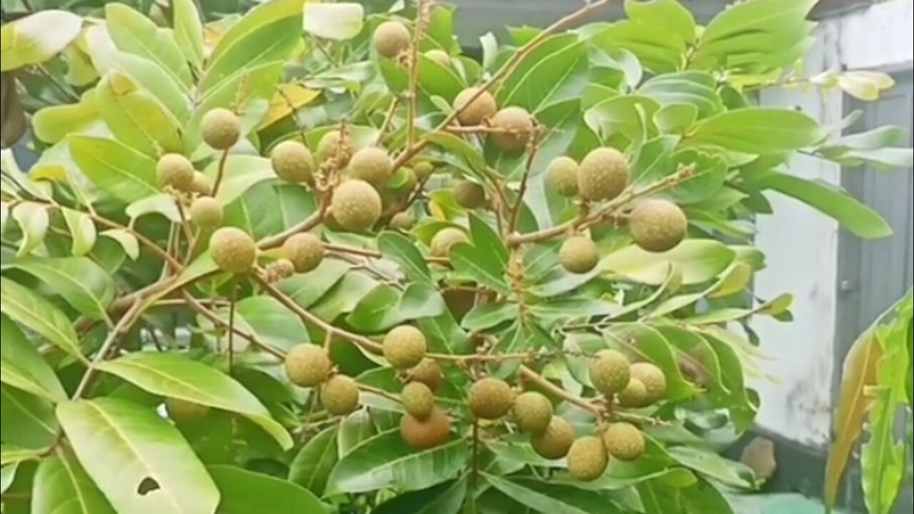 new longan tree bears fruit again